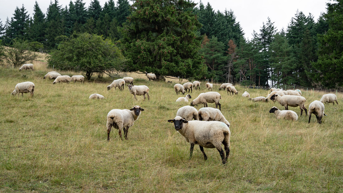 Schafherde auf einer Wiese