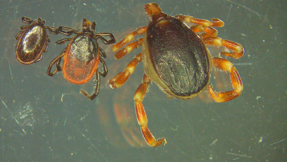 tropische Zecke Hyalomma 