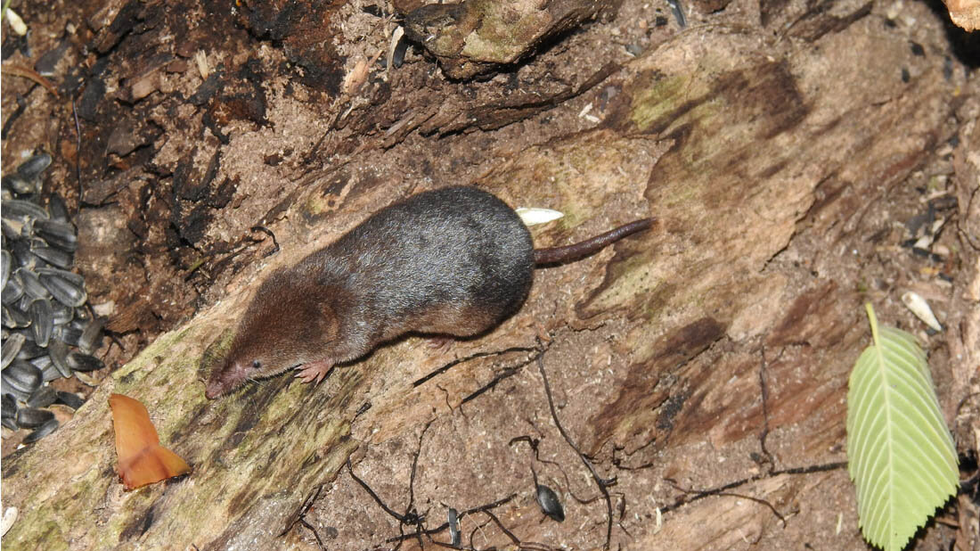 Spitzmaus