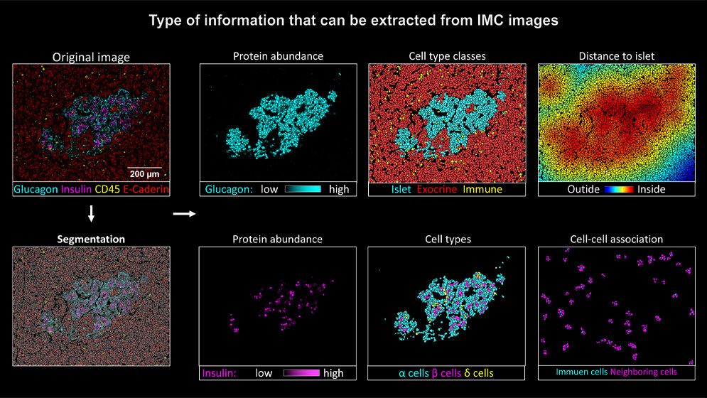 bildgebende Massenzytometrie
