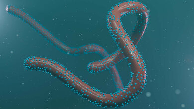 Marburg_Virus.jpg Marburg Virus