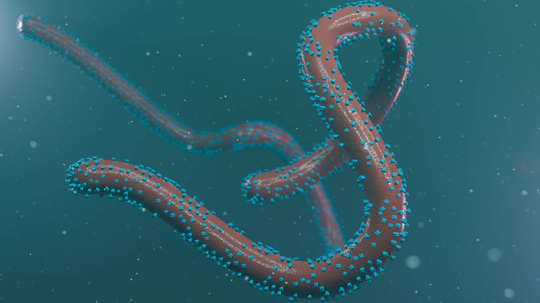 Marburg_Virus.jpg Marburg Virus