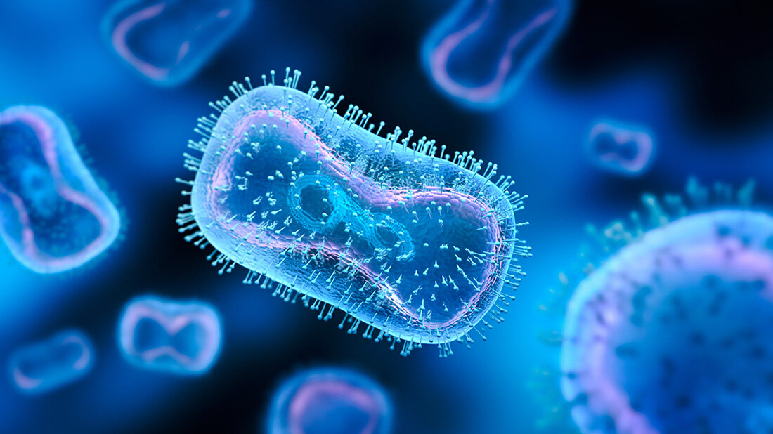 Zellkulturstudie Mpox