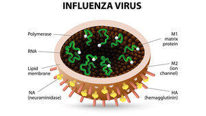 Schematische Schnittdarstellung des Influenzavirus mit Legende