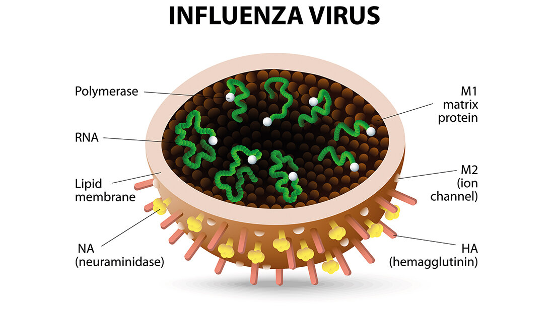 Influenzagefahr in der Wintersaison Schematische Schnittdarstellung des Influenzavirus mit Legende
