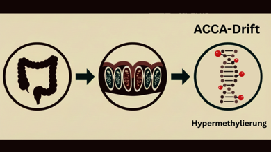 Schematische Darstellung des ACCA-Drifts: Vom Darm über mitochondriale Veränderungen zur DNA-Hypermethylierung