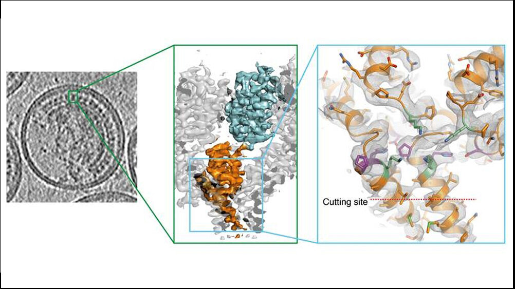 3D Struktur der Schnittstelle im HI-Virus