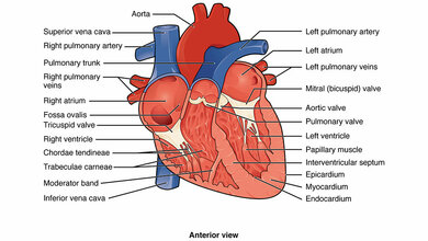 Physiology of the Heart