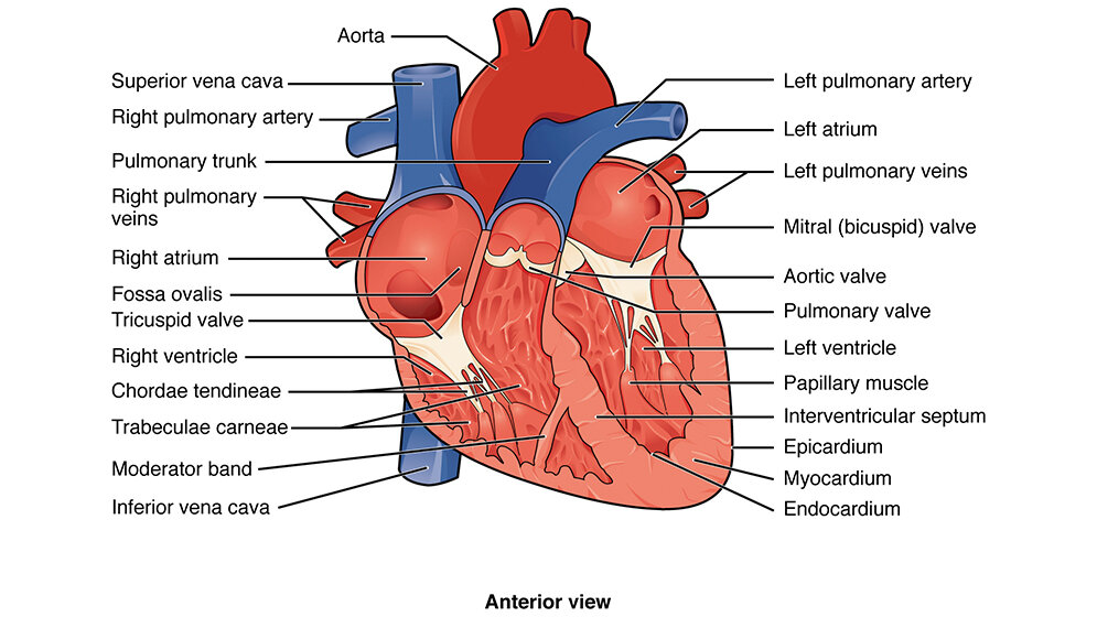 Let’s say it in English Physiology of the Heart