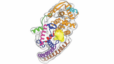 Erbgut im Klammergriff
