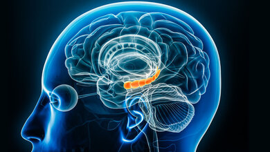 Schematische Abbildung des Gehirns mit Hervorhebung der Region des Hippocampus