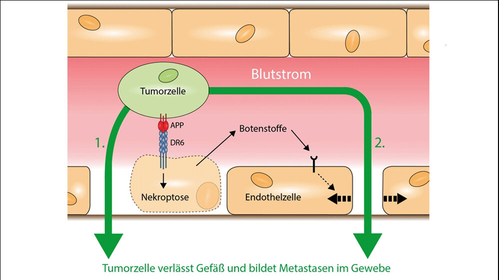 Schema_MPI_08082016.jpg Schema des Mechanismus