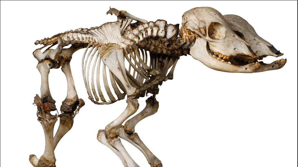 Knochenpraeparat_Sammlung_Phyletisches_Museum_Jena_Doppelkoepfiges_Kalb_Bildarchiv_FLI_Jena.jpg Doppelköpfiges Kalb