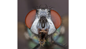 Forensische Entomologie