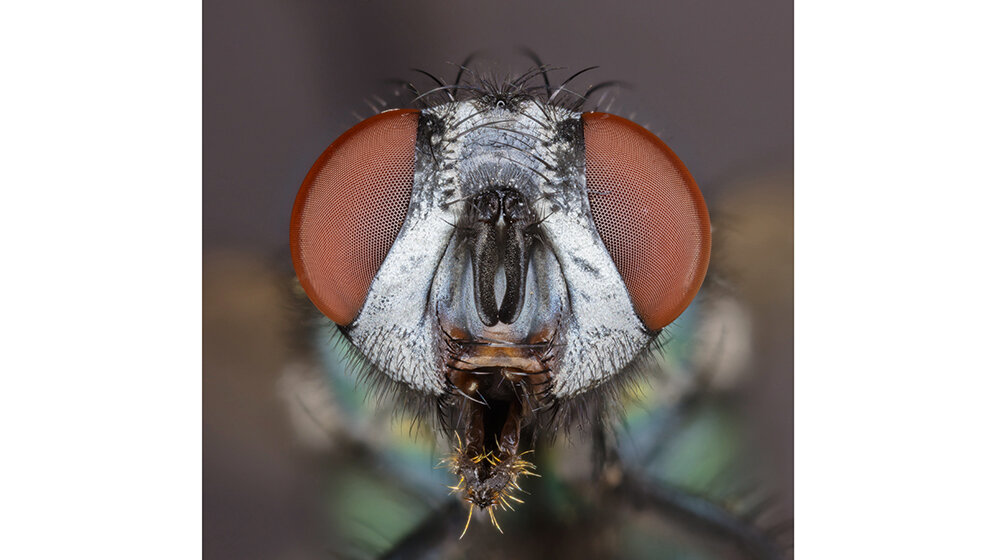 Forensische Entomologie