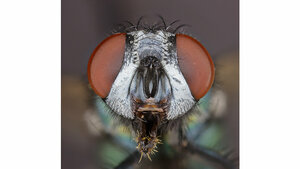 Forensische Entomologie