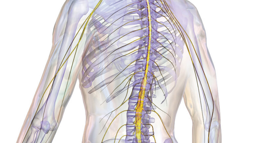 Let’s say it in English The Spinal Cord
