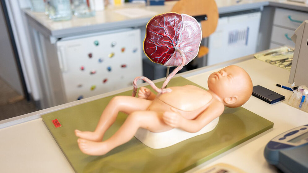 Wenn_es_Probleme_mit_der_Plazenta_gibt_leidet_die_Versorgung_des_Fetus_RUB_Kramer.jpg Probleme mit der Plazenta