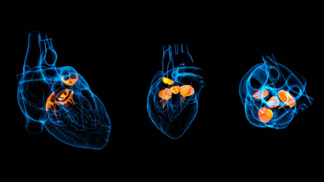 Symbolbild für die Herzklappen des Menschen.