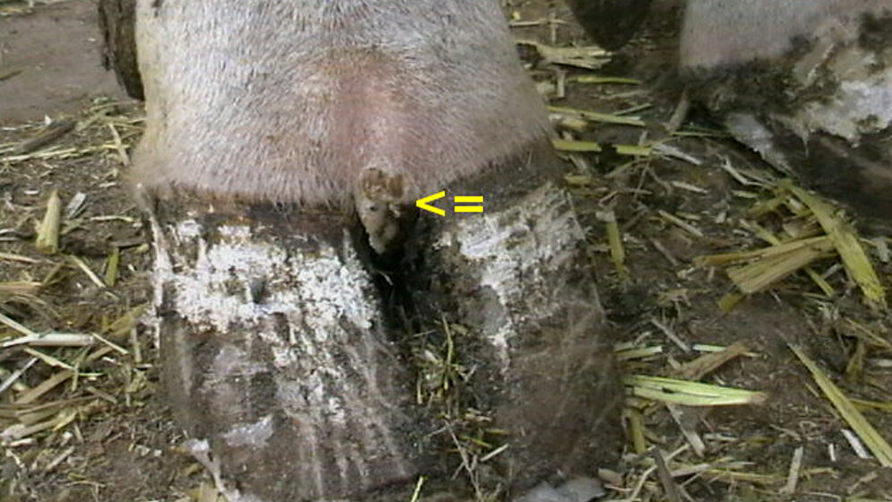 Kleineres_Tylom_Von_Lucyin_Eigenes_Werk_CC_BY_SA_3_0_wikimedia.jpg Kleineres Tylom