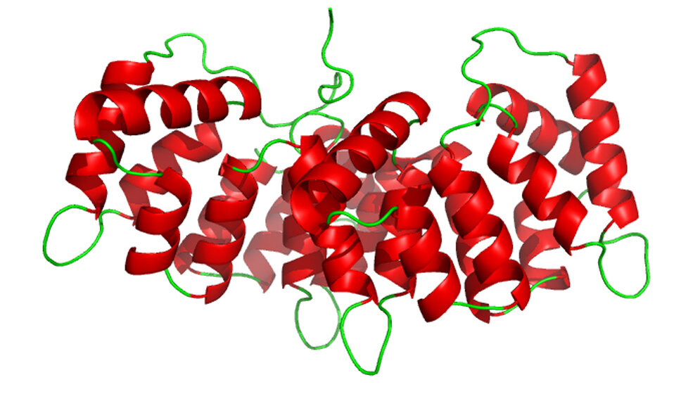 Molekülmodell des Annexins 