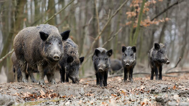 Wildschweine als Bioindikator bei PFAS?