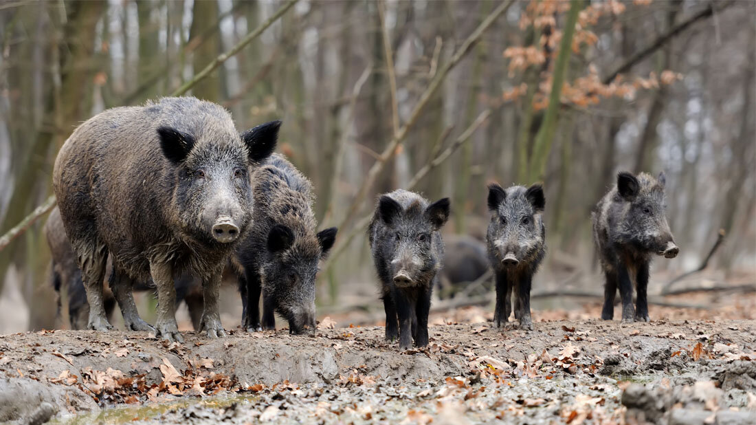 Wildschweine als Bioindikator bei PFAS?