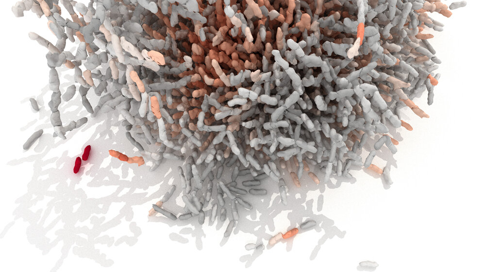 Biofilm von Vibrio cholerae