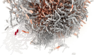 Biofilm von Vibrio cholerae