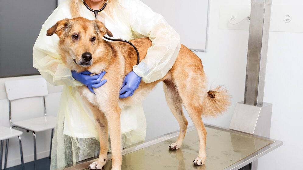 Hunde helfen bei der Erforschung von Brustkrebs