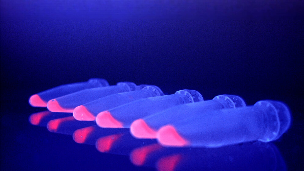 Virus-Protein und Bakterien-Farbstoff 