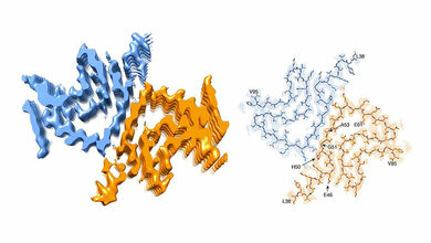 Querschnitt einer alpha-Synuclein-Fibrille.