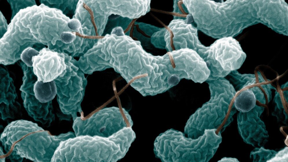 Campylobacter