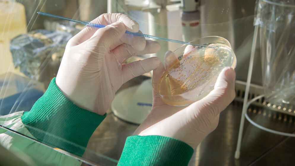 InfectoGnostics_Forscherin_traegt_Probenmaterial_auf_eine_Agarplatte_auf_InfectoGnostics_Fotostudio_Ebenbild.jpg Probenmaterial auf Agarplatte