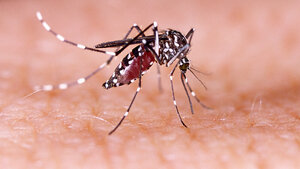 Foto einer Aedes aegypti