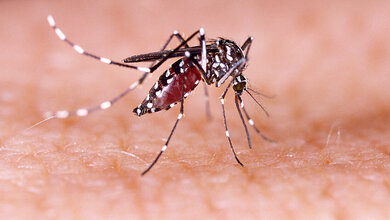 Tigermücken und Dengue-Fieber Foto einer Aedes aegypti