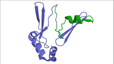 Ghrelin