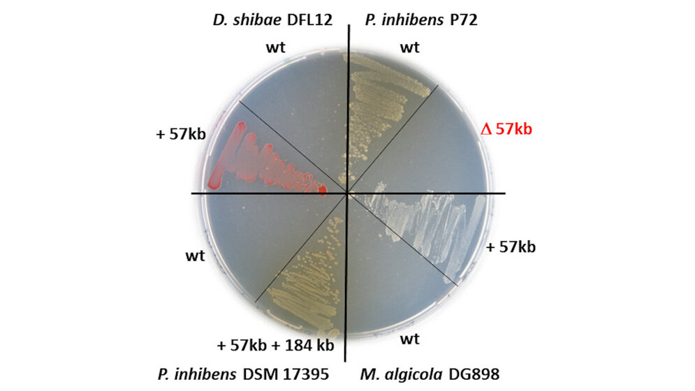 Petrischale_mit_Bakterien_aus_der_Roseobacter_Gruppe_DSMZ.jpg Petrischale mit Bakterien aus der Roseobacter-Gruppe