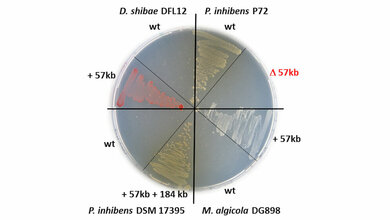 Petrischale mit Bakterien aus der Roseobacter-Gruppe