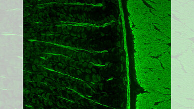 Titelbild/Bild 1 zum Repetitorium: Immunologische Verfahren, speziell Immunfluoreszenz