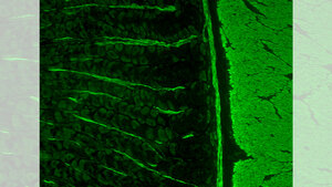 Titelbild/Bild 1 zum Repetitorium: Immunologische Verfahren, speziell Immunfluoreszenz