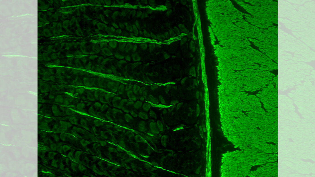 Titelbild/Bild 1 zum Repetitorium: Immunologische Verfahren, speziell Immunfluoreszenz