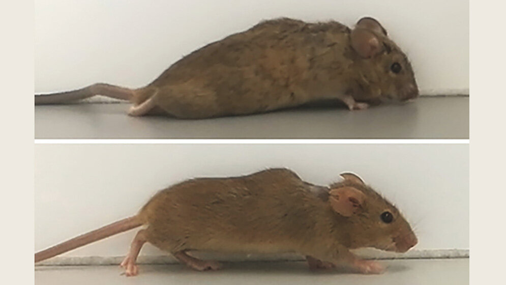 gelaehmte_Maeuse_laufen_Lehrstuhl_für_Zellphysiologie.jpg gelähmte Mäuse laufen