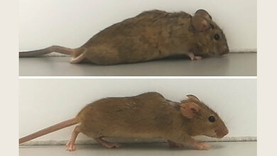 gelaehmte_Maeuse_laufen_Lehrstuhl_für_Zellphysiologie.jpg gelähmte Mäuse laufen