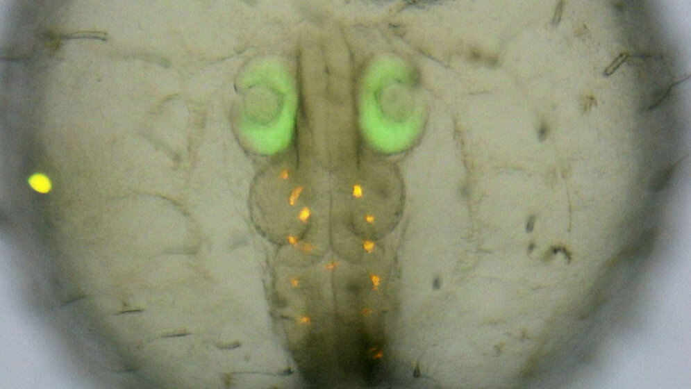 Medaka_Embryo_Gutierrez_Triana_Tavhelidse_Thumberger_et_al_2018_figure_three_subject_to_CC_BY_4_0_license.jpg Medaka-Embryo