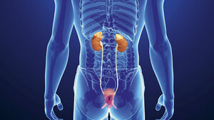 The Kidney (3)