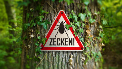 Warnschild im Wald, das vor Zecken warnt