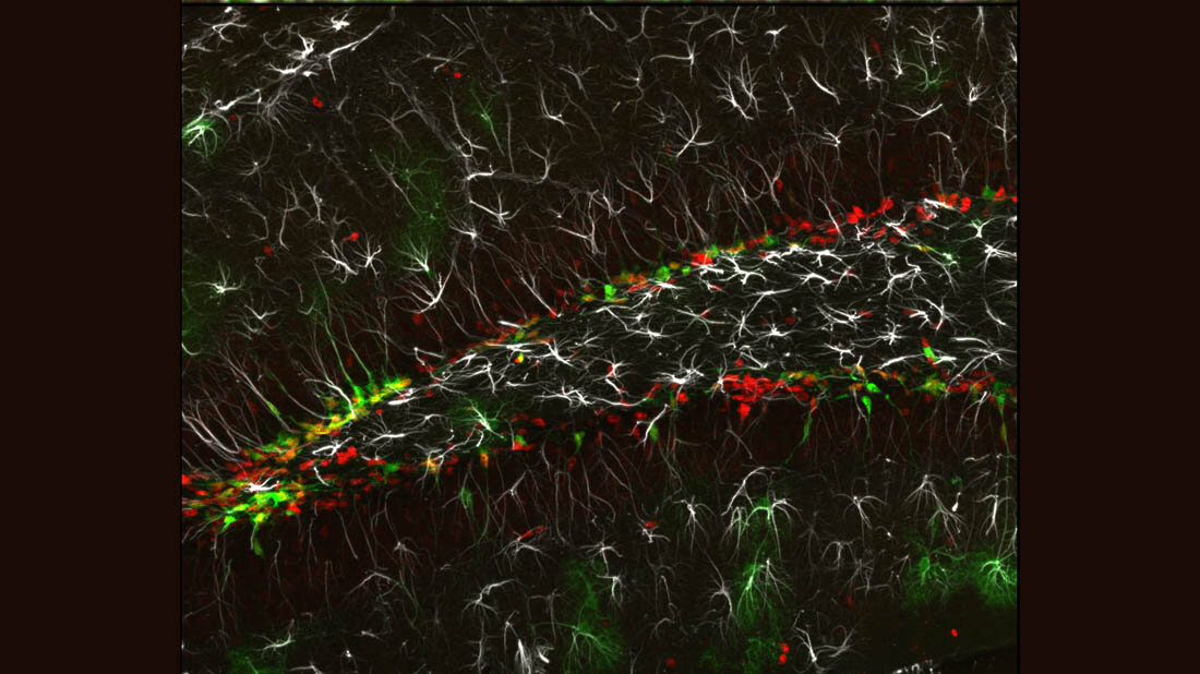 Hippocampus.jpg Neues Schlüsselprotein identifiziert, das die Nervenzellbildung im Gehirn reguliert.