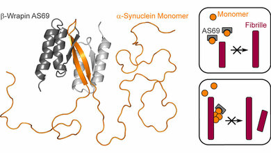 Aggregationshemmer Beta-Wrapin AS69