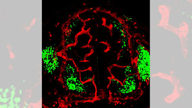 Motoneuronen_zeigen_den_Blutgefaessen_wo_es_lang_geht_Patricia_Himmels_Carmen_Ruiz_de_Almodovar.jpg Blutgefäße (rot) wachsen um die Motoneuronen (grün)